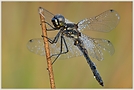 Schwarze Heidelibelle (Sympetrum danae)