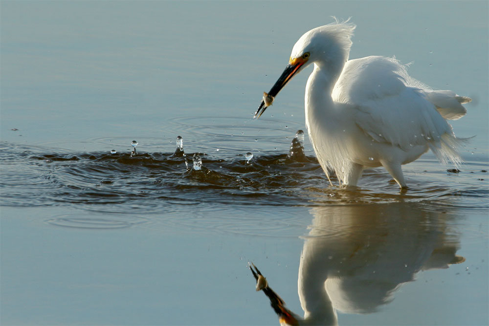 Silberreiher / Ardea alba / Great Egret