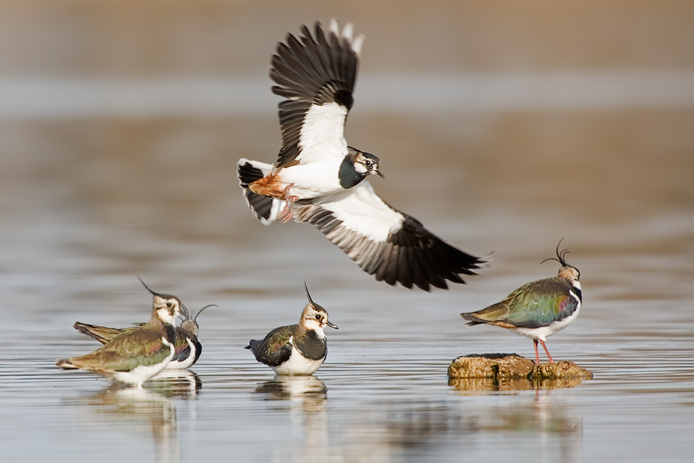 Kiebitze (Vanellus vanellus) ND