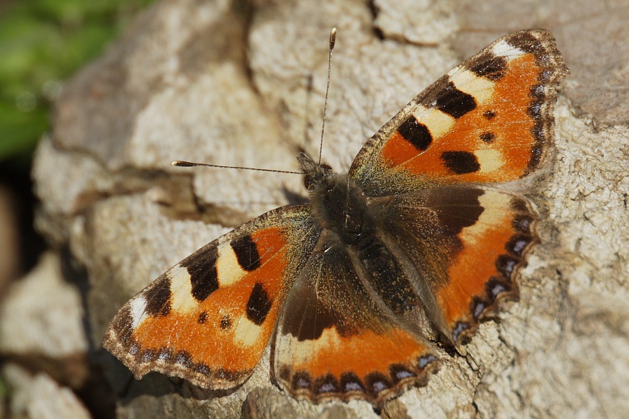 Mein erster Schmetterling 2007