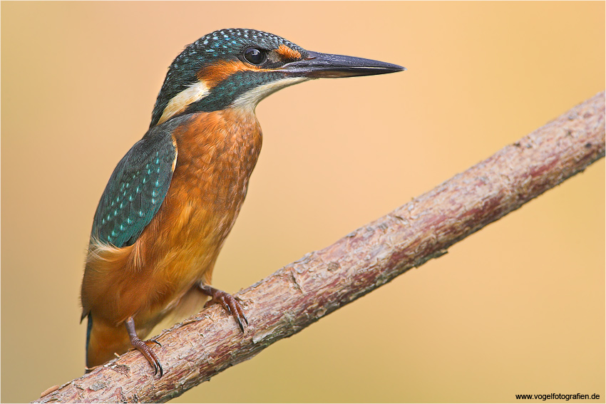 Eisvogel
