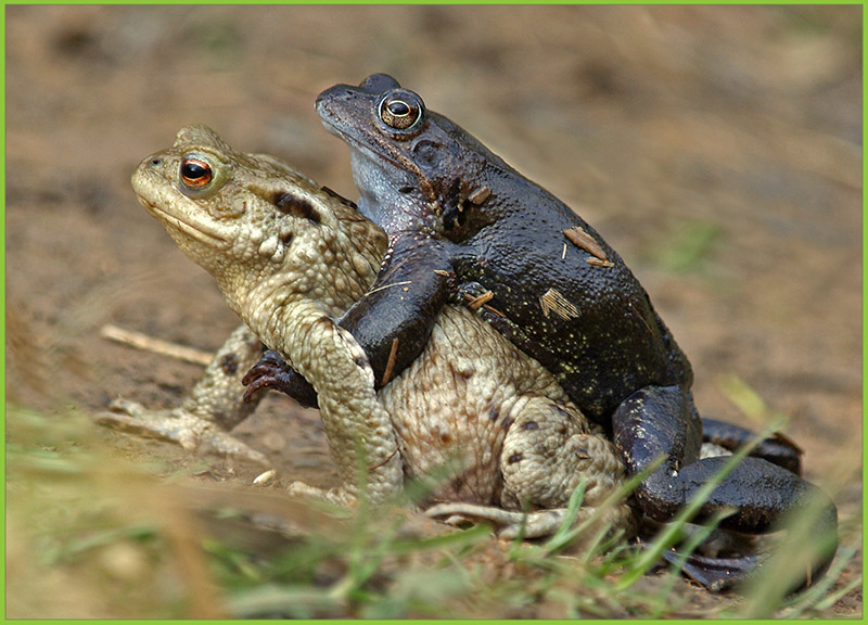 Froschhochzeit ND