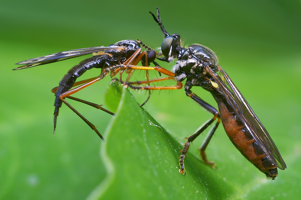Dioctria rufipes (ND)