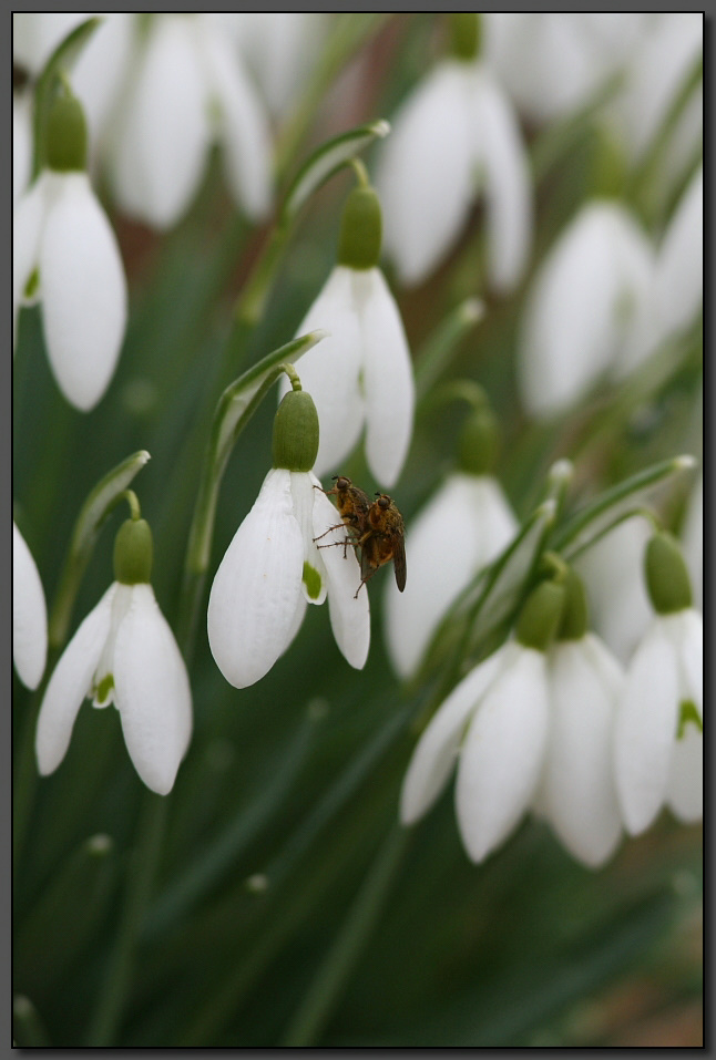 Frühlingserwachen