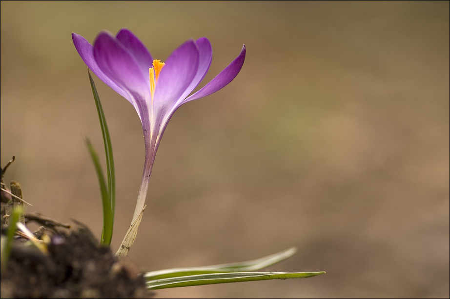 im Wald entdeckt (ND)