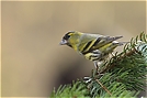 Erlenzeisig (Carduelis spinus)