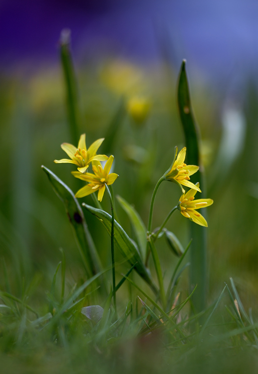 Gelbe Blumchen auf dem Krokusfeld