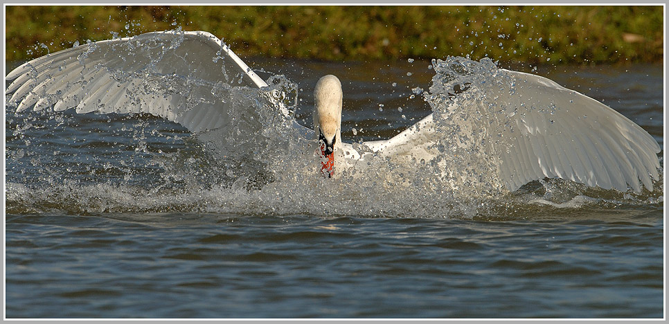 Höckerschwan (ND)