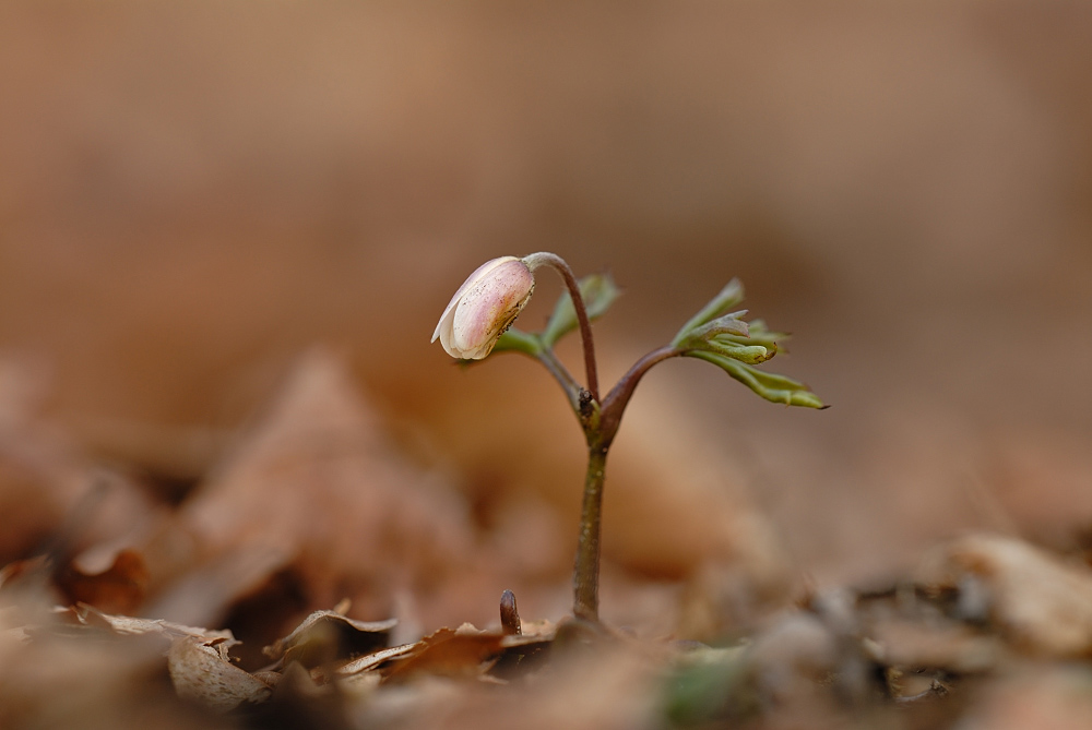 Allein im Wald