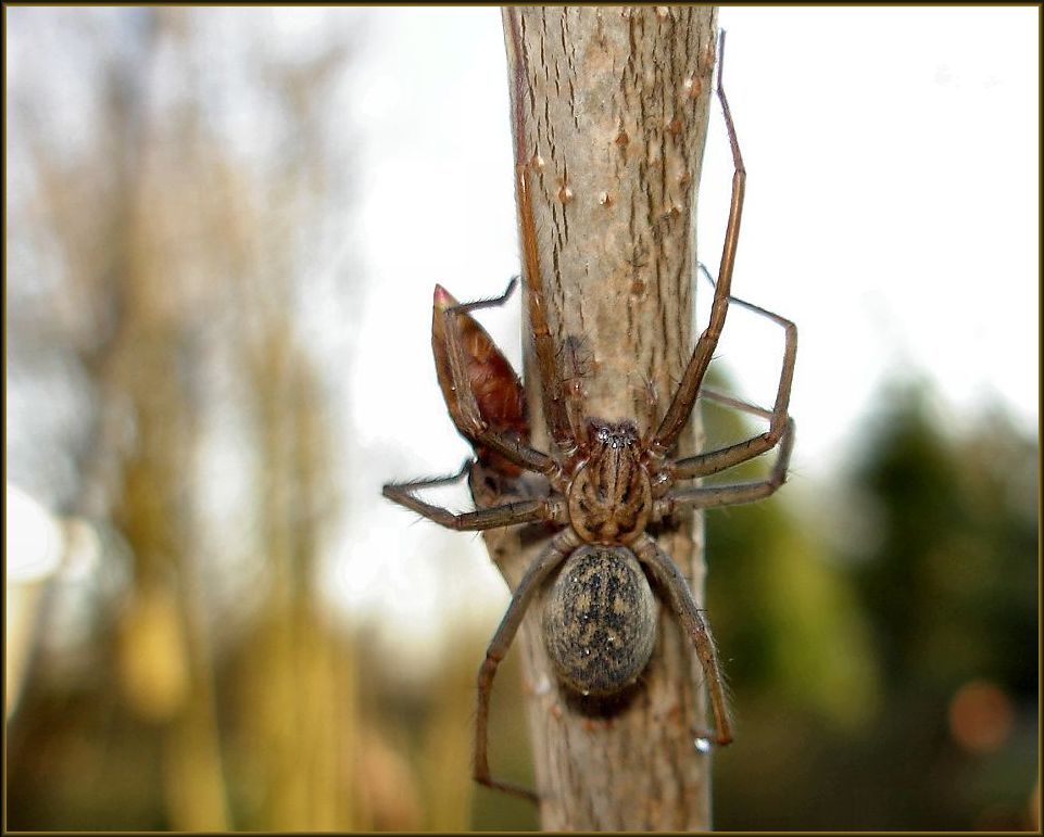 Bodentrichterspinne ?