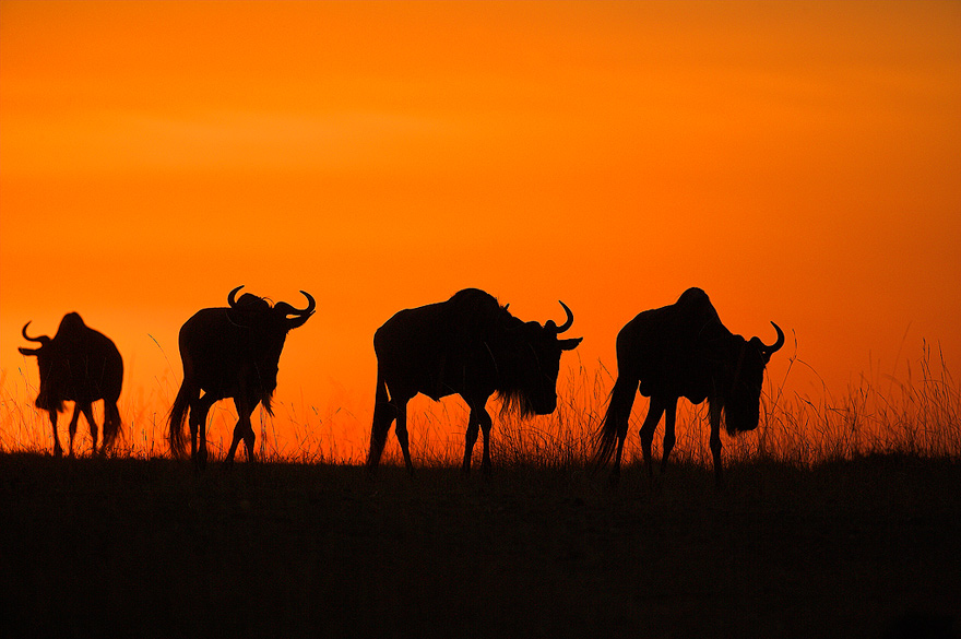 Gnus vor dem Abendhimmel (W)