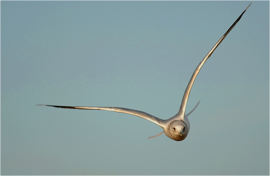 Möwe mal frontal