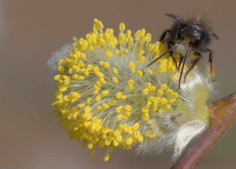 Mauerbienen..