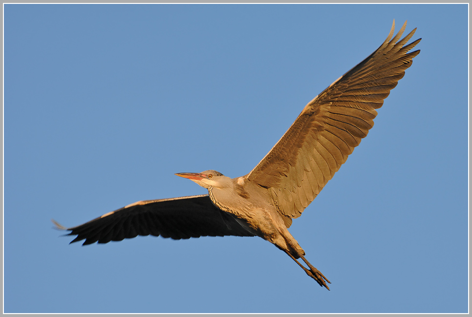 Graureiher (Ardea cinerea)