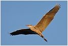 Graureiher (Ardea cinerea)