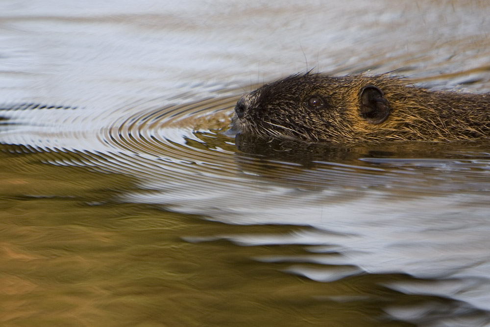 Nutria schwimmt ans Ufer ND