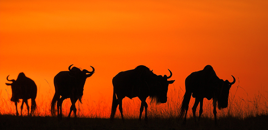 Gnus vor Abendhimmel (W)