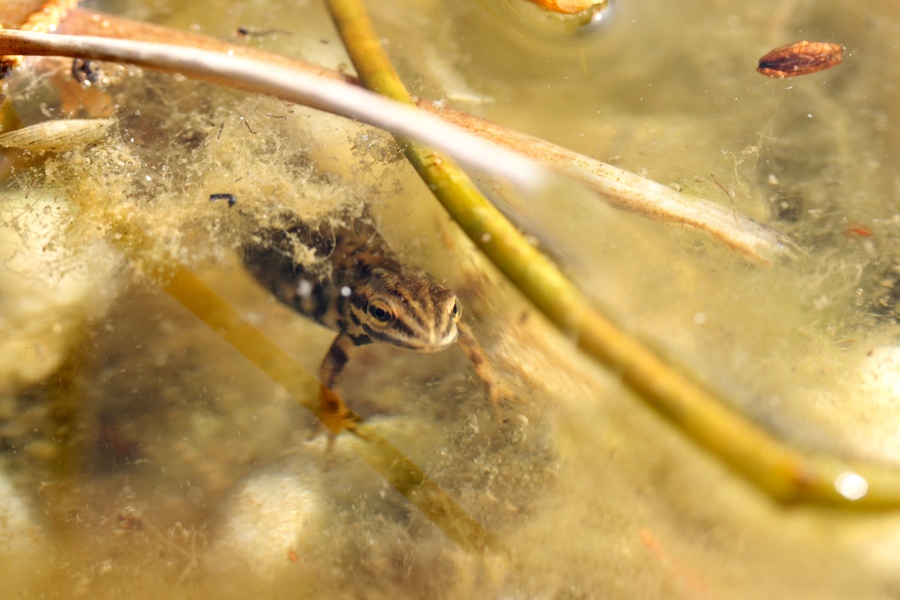 Teichmolch ND