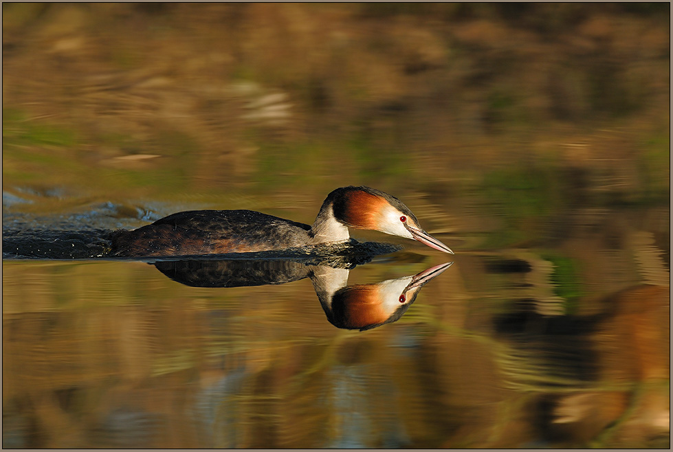 Haubentaucher *Podiceps cristatus* [ND]