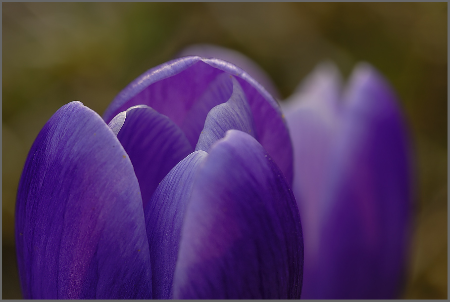 Krokus