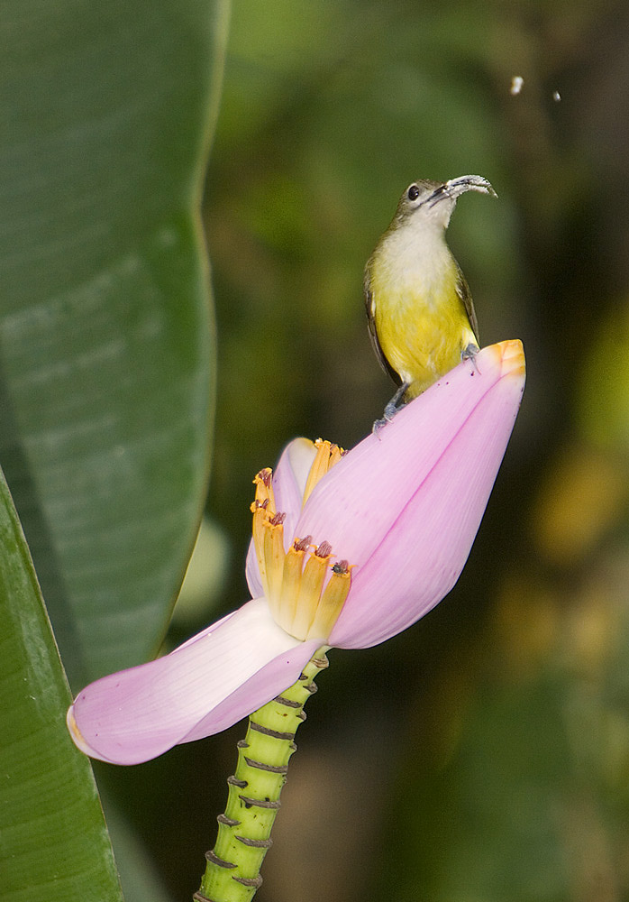 Vogel auf Bananenblüte (ND)