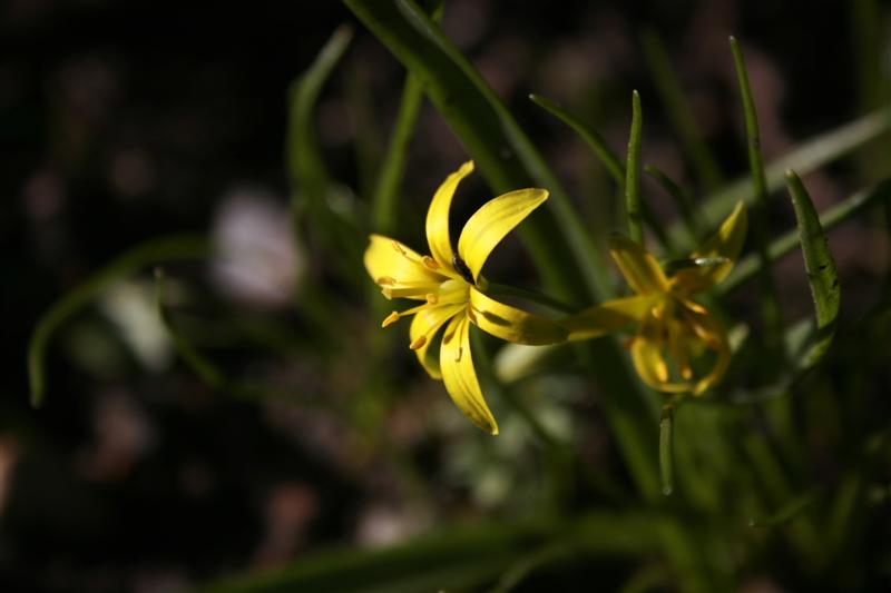 Frühlingsblume ND