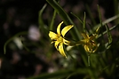 Frühlingsblume ND