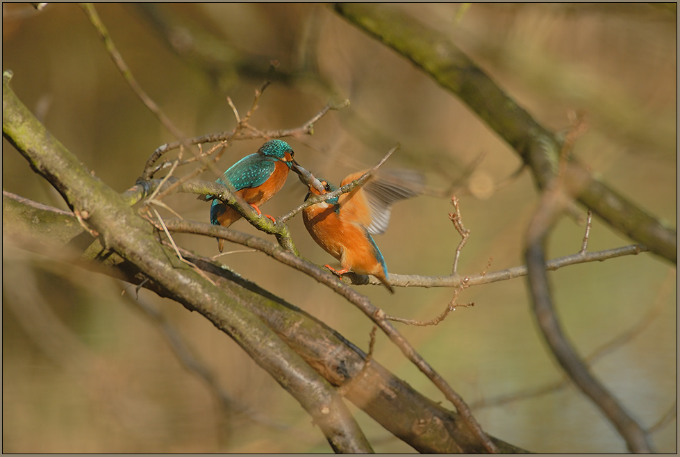 Übergabe des Brautgeschenkes... Eisvogel *Alcedo atthis* [ND]