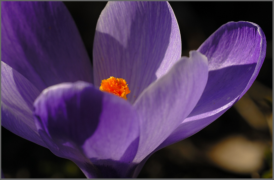 Krokus