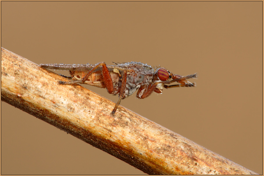 Hornfliege  