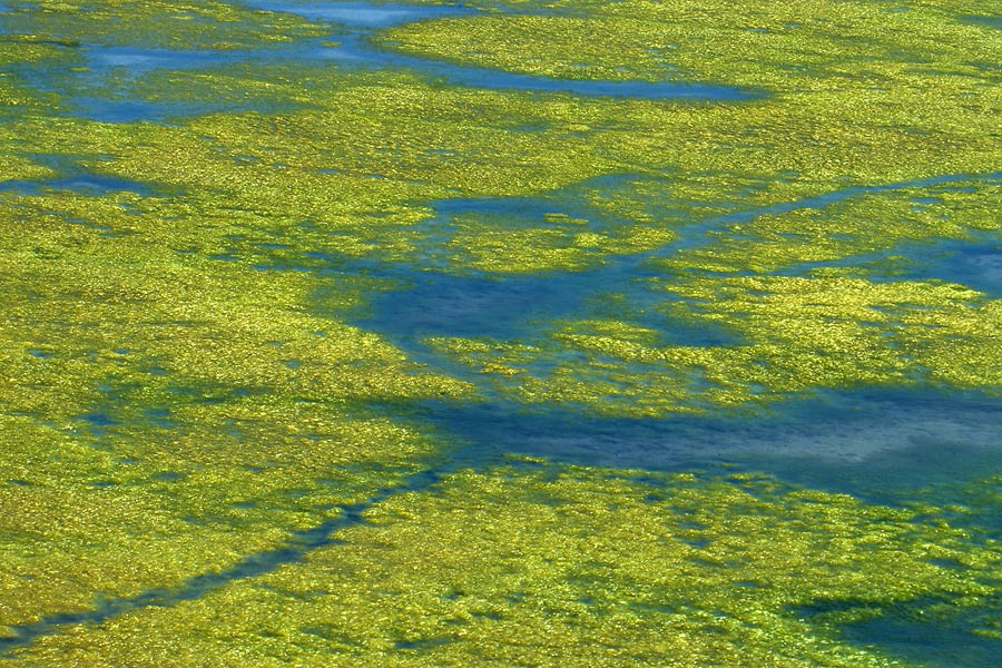 Grünalgen im Watt der Ile de Re ND