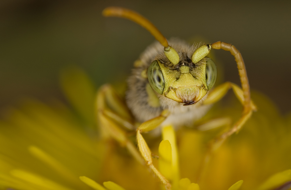 Wollbiene  (Anthidium strigatum) KD