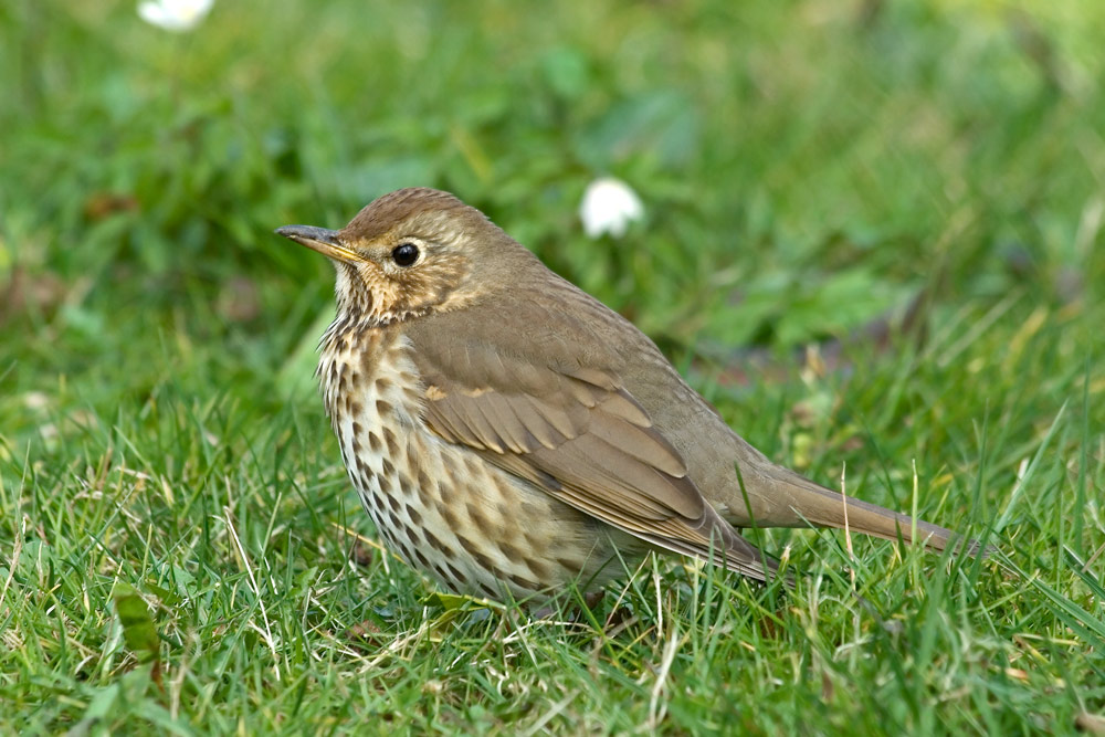 Singdrossel (Turdus philomelos) ND