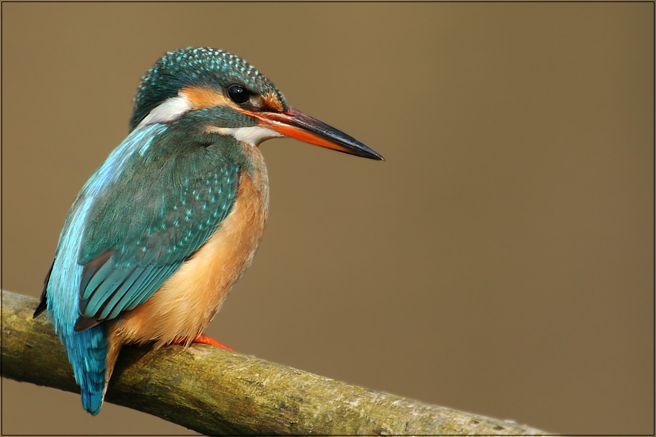 Alcedo atthis