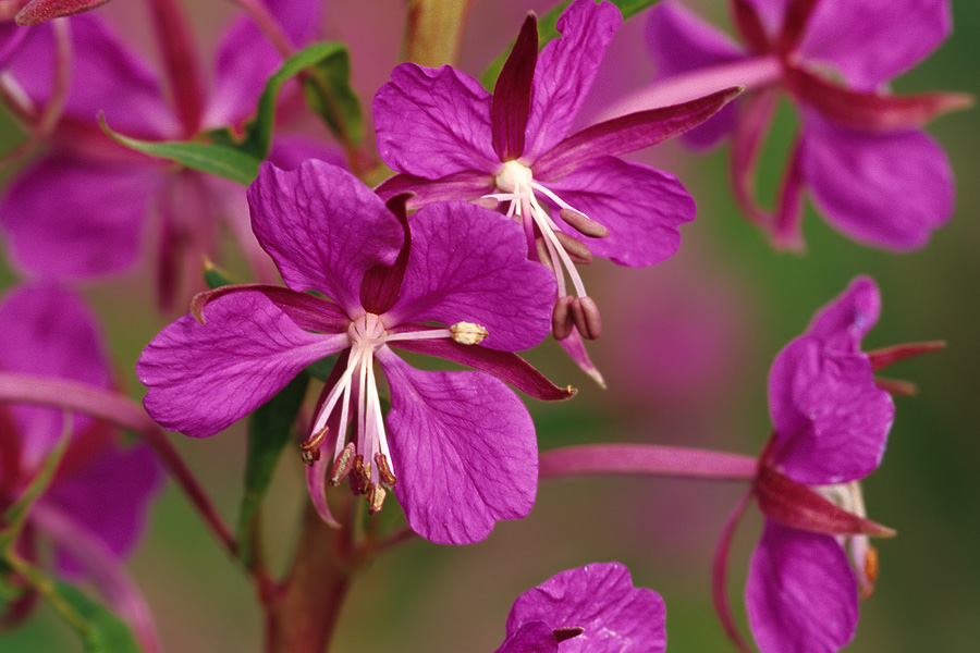 Blüten des Schmalblättrigen Weidenröschens ND
