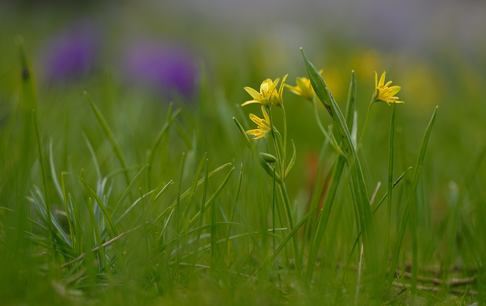 Blumen