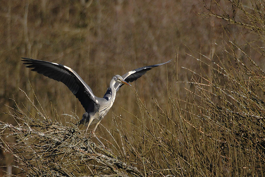 Graureiher im Abflug