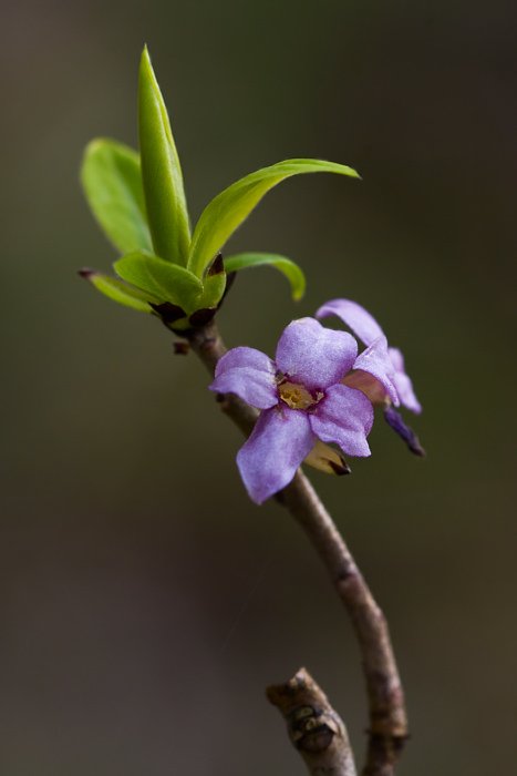 Daphne mezereum [ND]