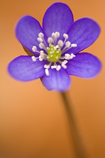 Leberblümchen ND