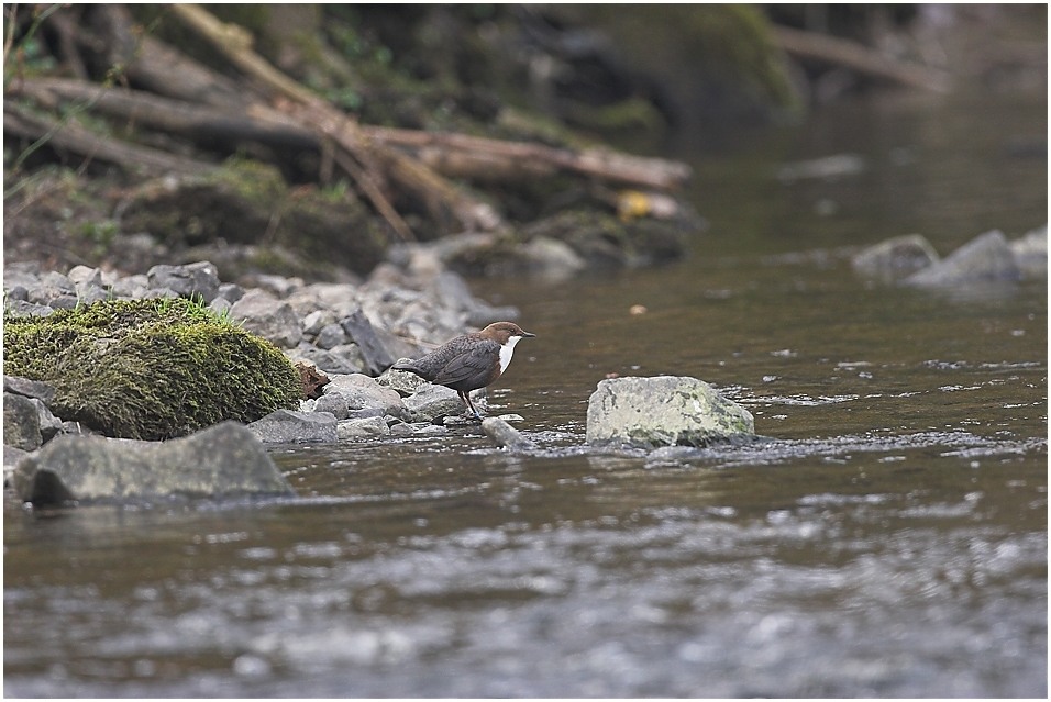 Wasseramsel