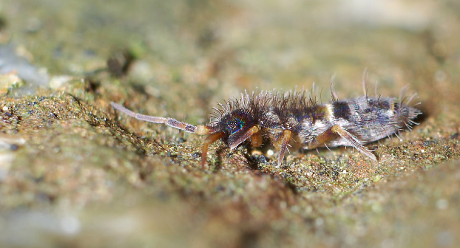 ein winziger pionier mit blauem auge ... max. 2,5 mm lang (nd)