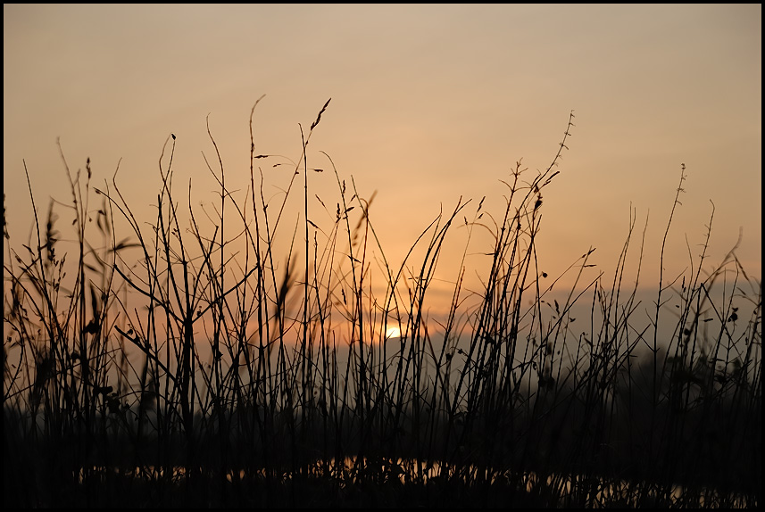 Abendstimmung in den Rieselfeldern  II