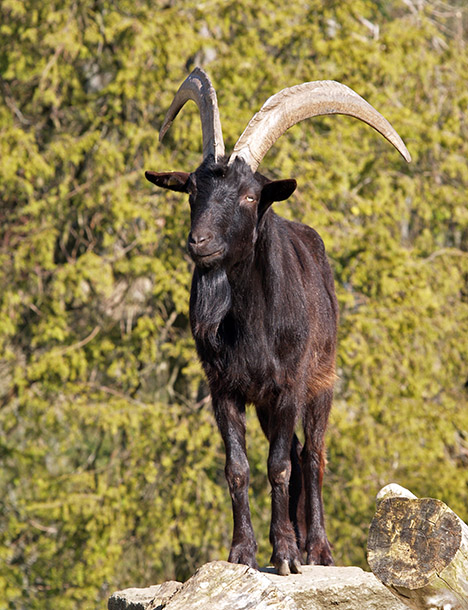 Nera Verzasca Ziege