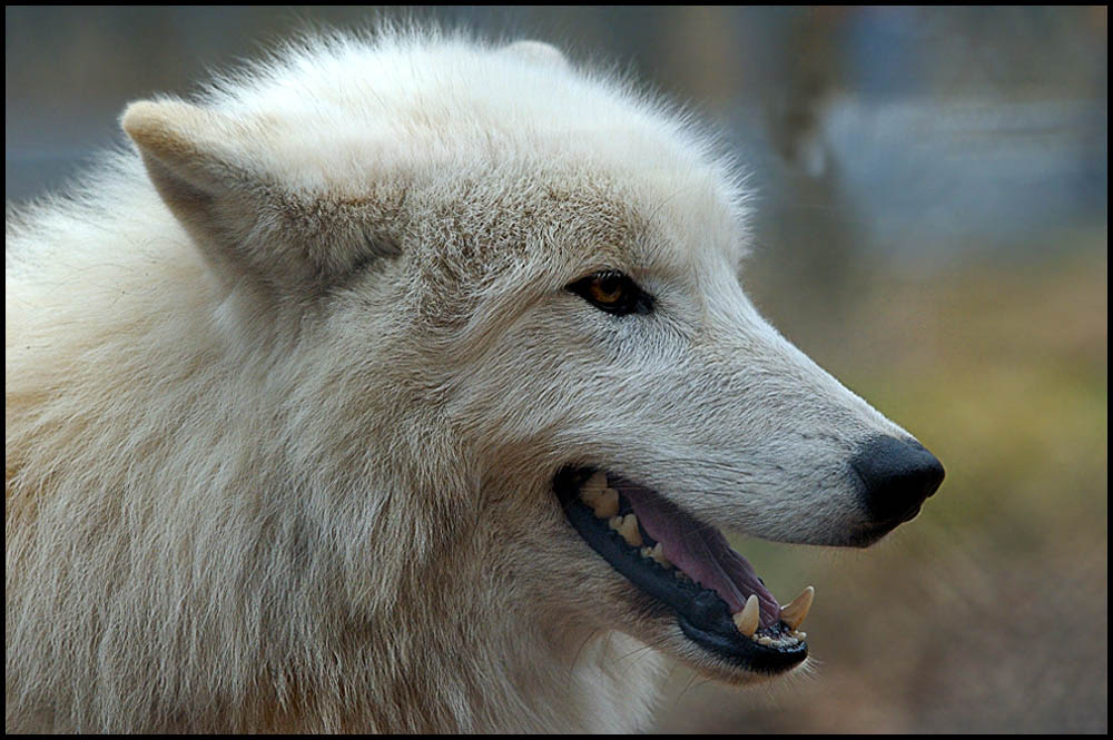 Polarwolf