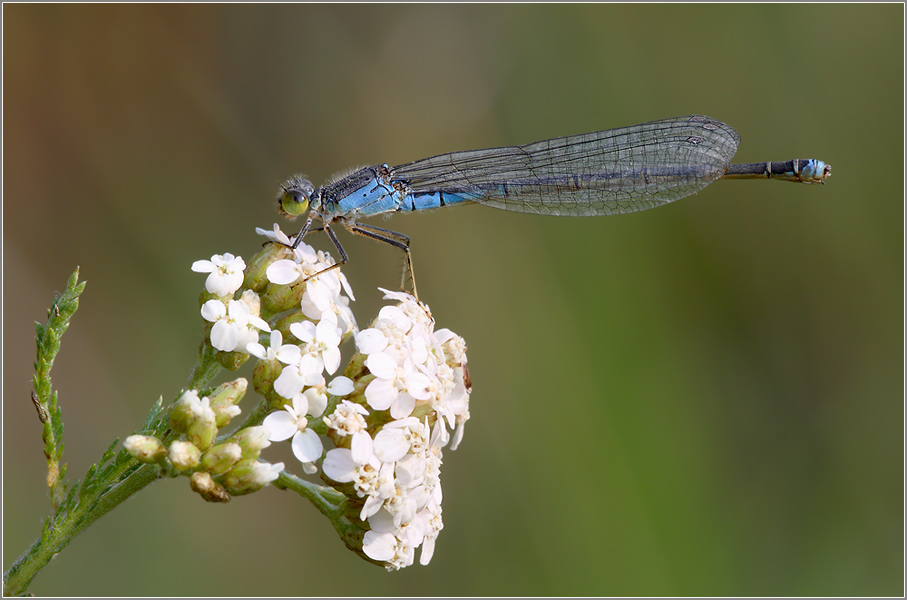 Kleines Granatauge (Erythromma viridulum)Weibchen