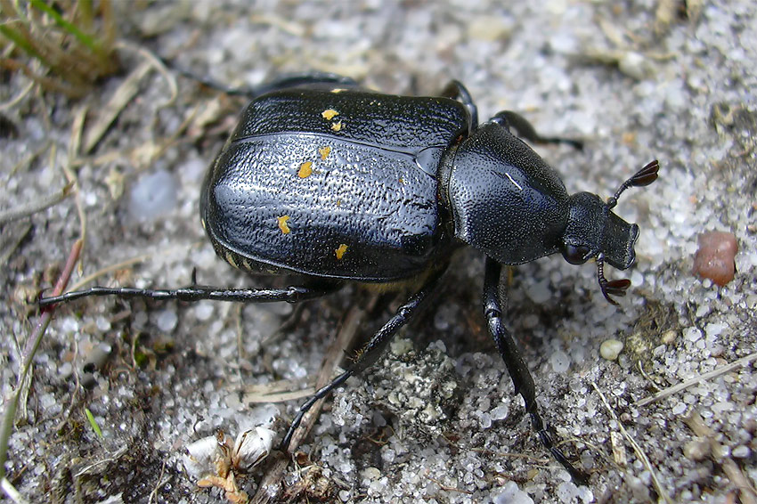 Gnorimus variabilis - KD
