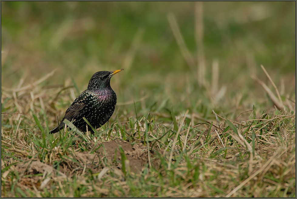 Star *Sturnus vulgaris* [ND]