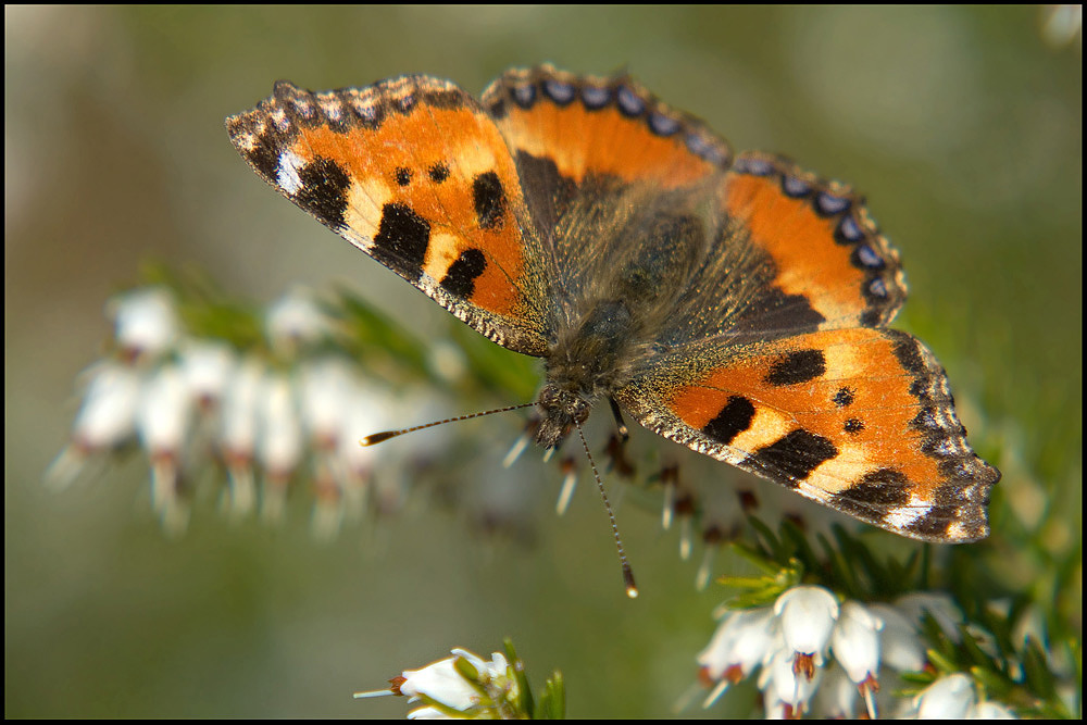 kleiner Fuchs (Aglais urticae) ND