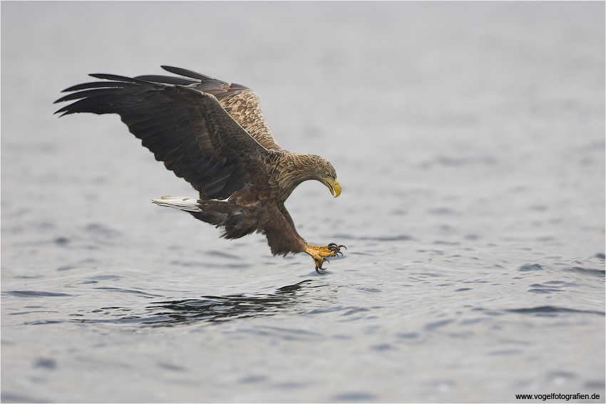 Seeadler
