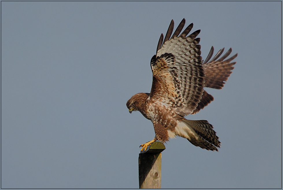 Mäusebussard *Buteo buteo* [ND]